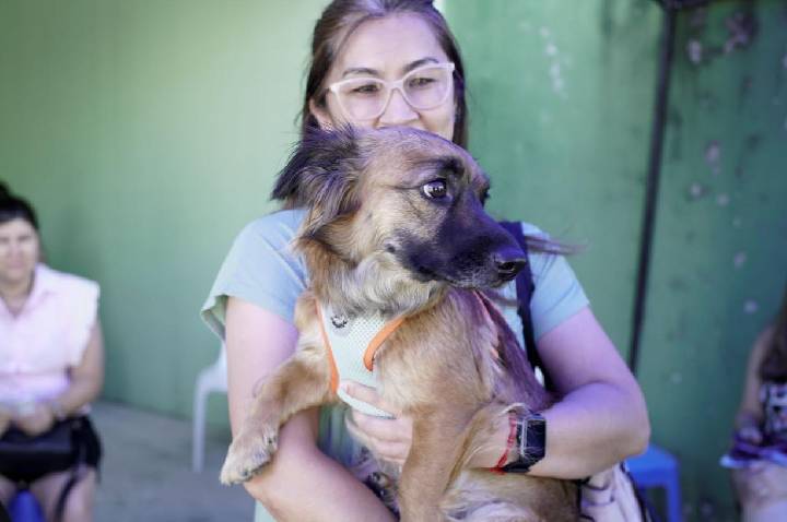 Abril Laranja: mês de combate à crueldade contra os animais