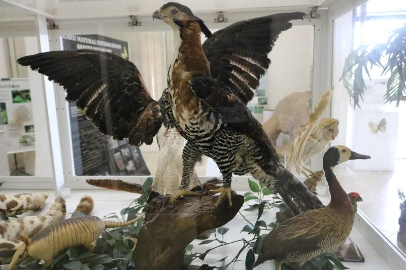 Museu Natural abre suas portas para visitações durante as férias escolares