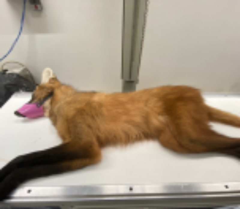 Polícia militar recebe visita inusitada de um Lobo Guará no PR