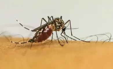 Brasil tem quase 4 milhões de casos prováveis de dengue