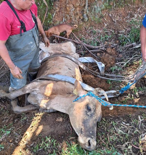Vaca é resgatada de atoleiro no bairro Bela Aliança