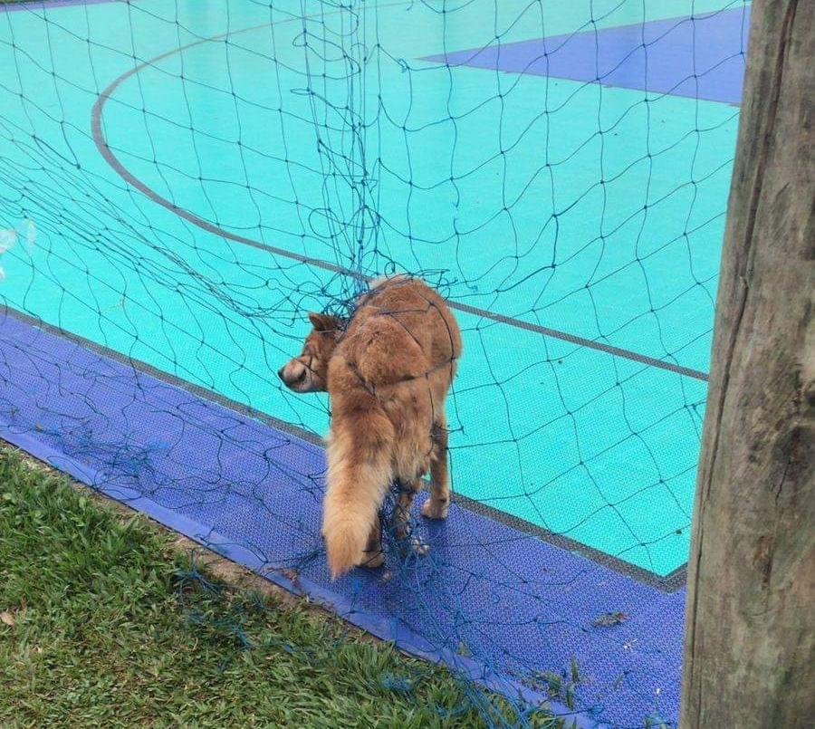 Bombeiros resgatam Cachorro em Itaiópolis
