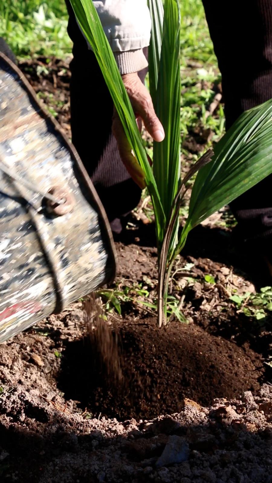 Plantio de árvores nativas em áreas de preservação