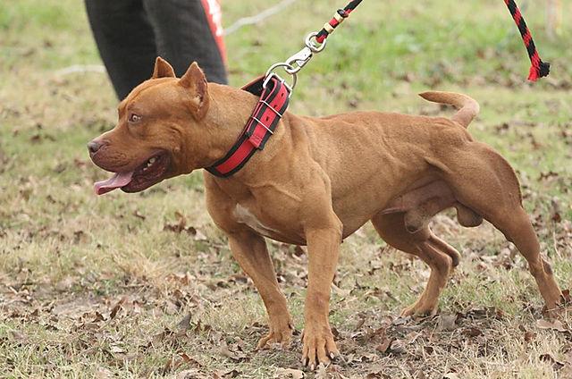 SC elabora protocolo para cumprimento da lei que trata de cães pit bull