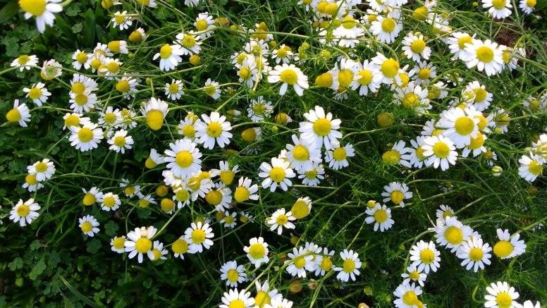 Chá de Maçanilha e seus Benefícios para a Saúde