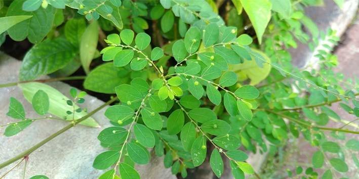 Chá de Quebra-Pedra e seus benefícios para a saúde