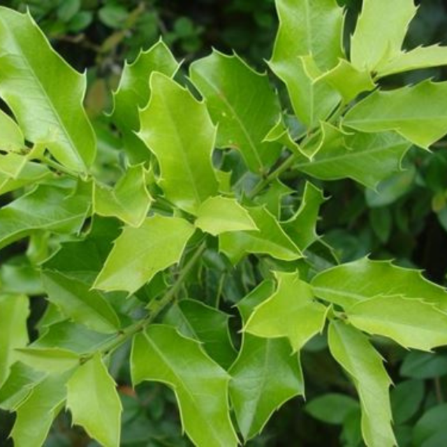 Os Benefícios da Espinheira Santa