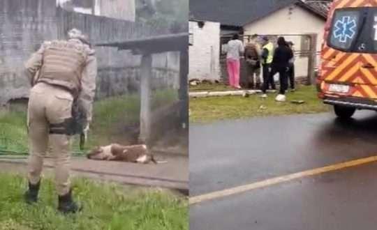 Trabalhador morre ao ser atacado por dois Pitbulls em Criciúma