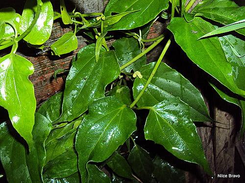 Benefícios do Chá de Guaco para a Saúde