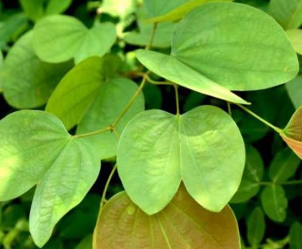 Chá de Pata de Vaca: Benefícios e Uso Tradicional