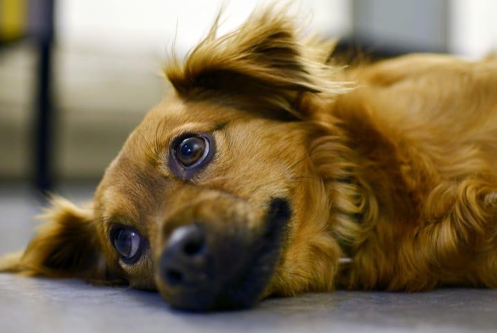 Envenenamento em pet: saiba quais são os primeiros socorros nesses casos
