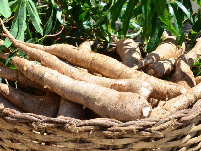 Epagri disponibiliza variedades de mandioca com produtividade acima da média