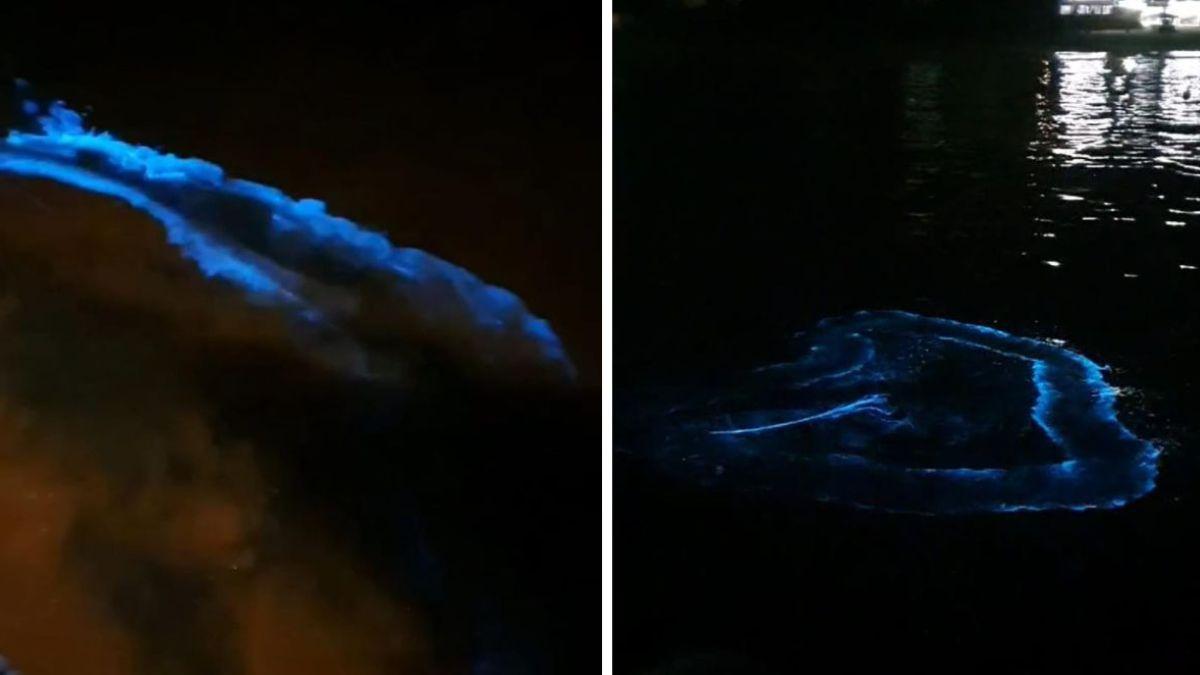 Fenômeno da maré vermelha faz ondas brilhar no escuro em SC