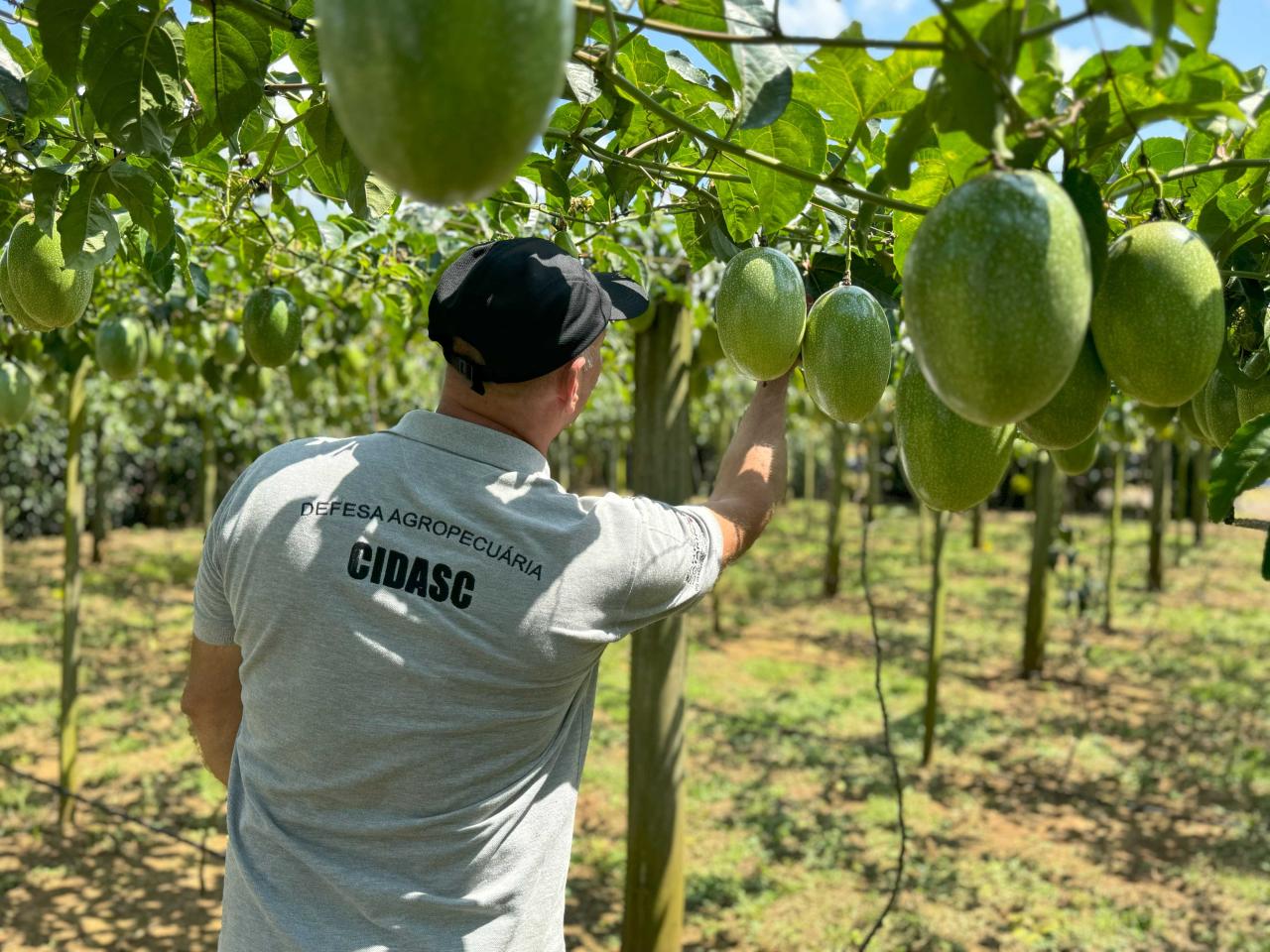 Proibido plantio do maracujá em Santa Catarina