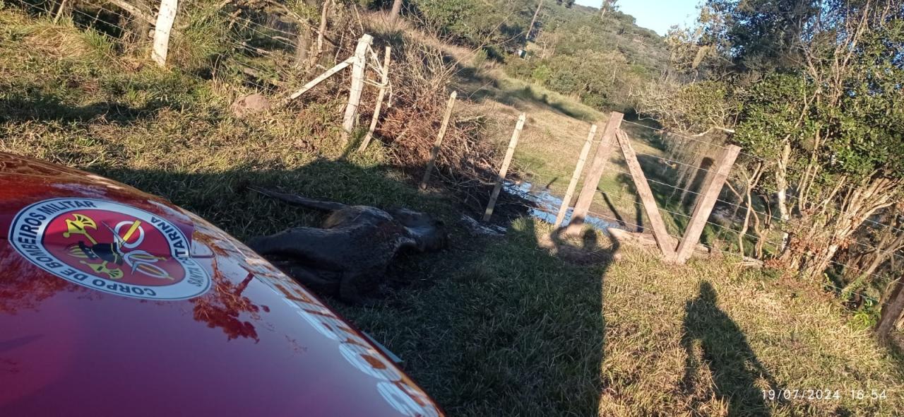 Resgate de Animal em Campo Alegre
