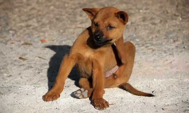 Saúde canina: O que é a piodermite canina?