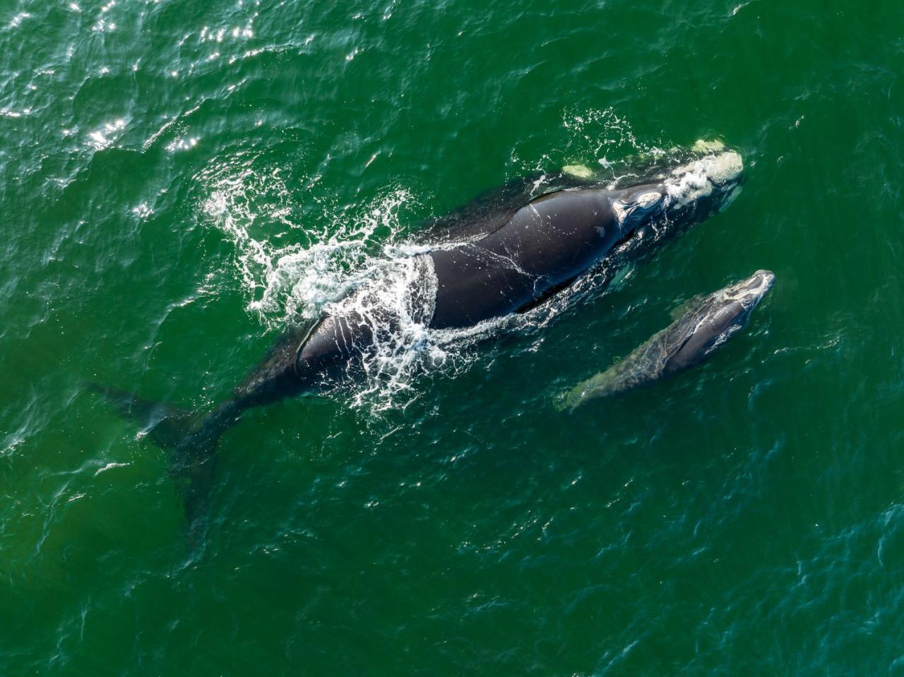 Temporada registra 99 baleias francas na Costa catarinense