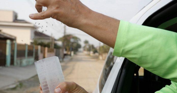 Começa soltura de mosquitos que impedem a transmissão da dengue em Joinville