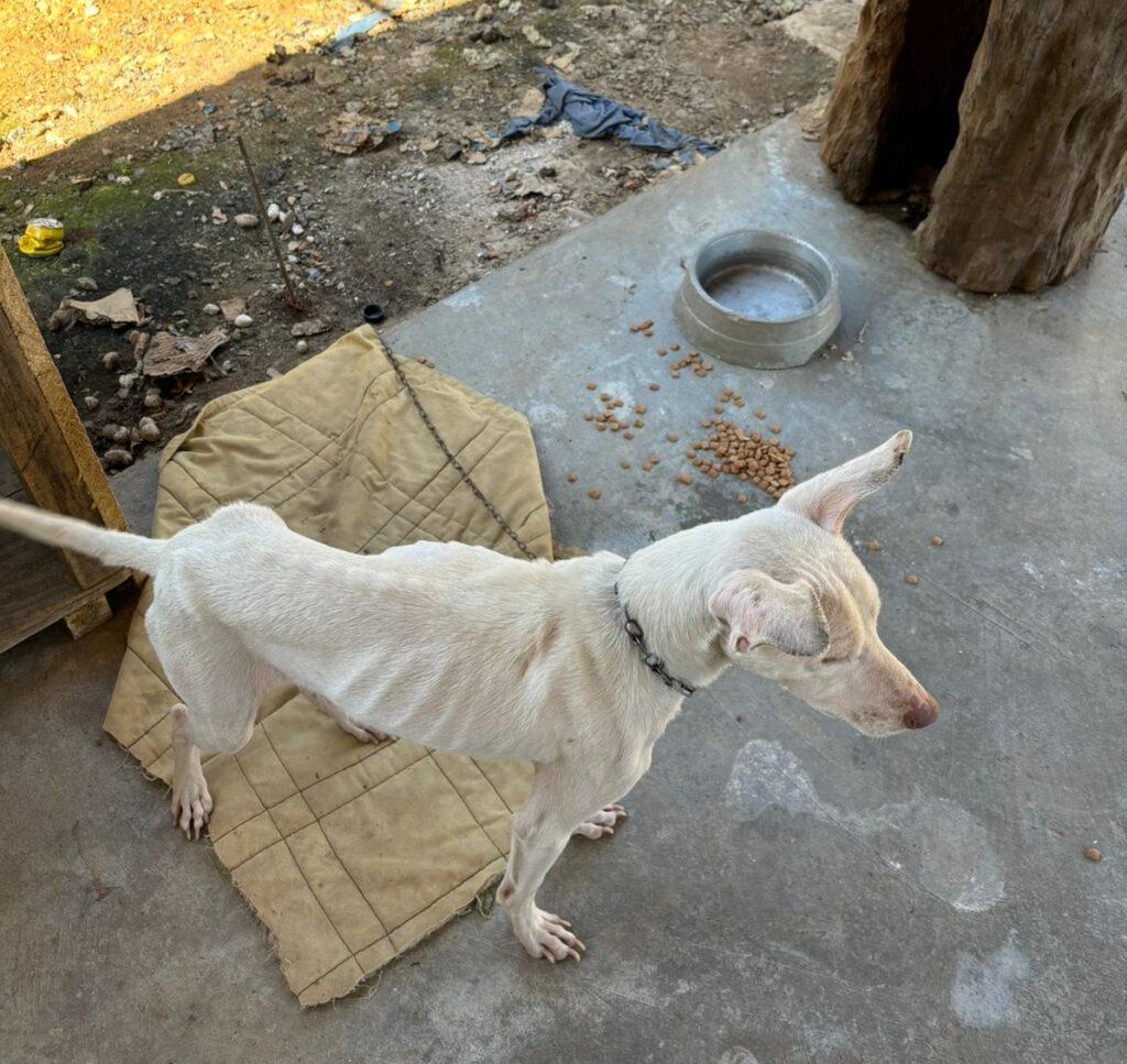 Homem preso por maus-tratos de animais em Joinville SC