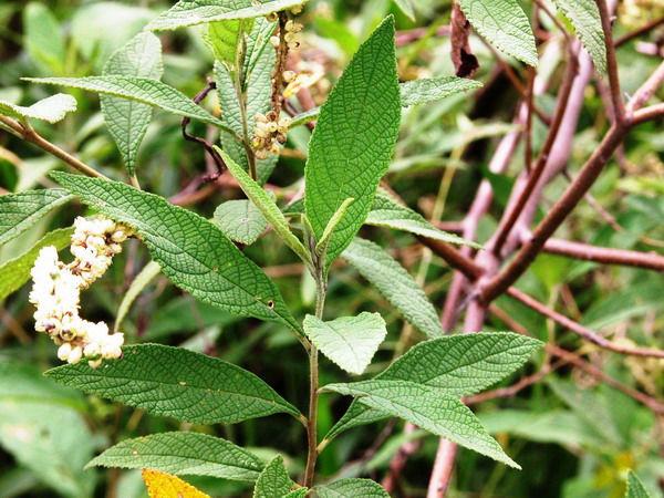 Os Benefícios da Erva-Baleeira na saúde