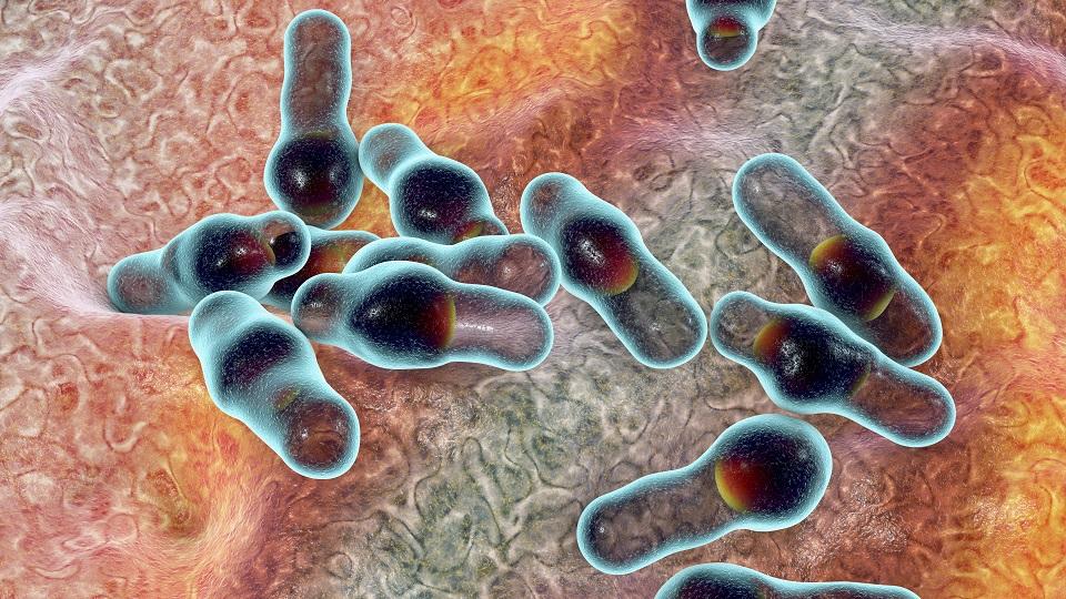 Botulismo é raro, mas mortes pela doença reforçam importância do cuidado