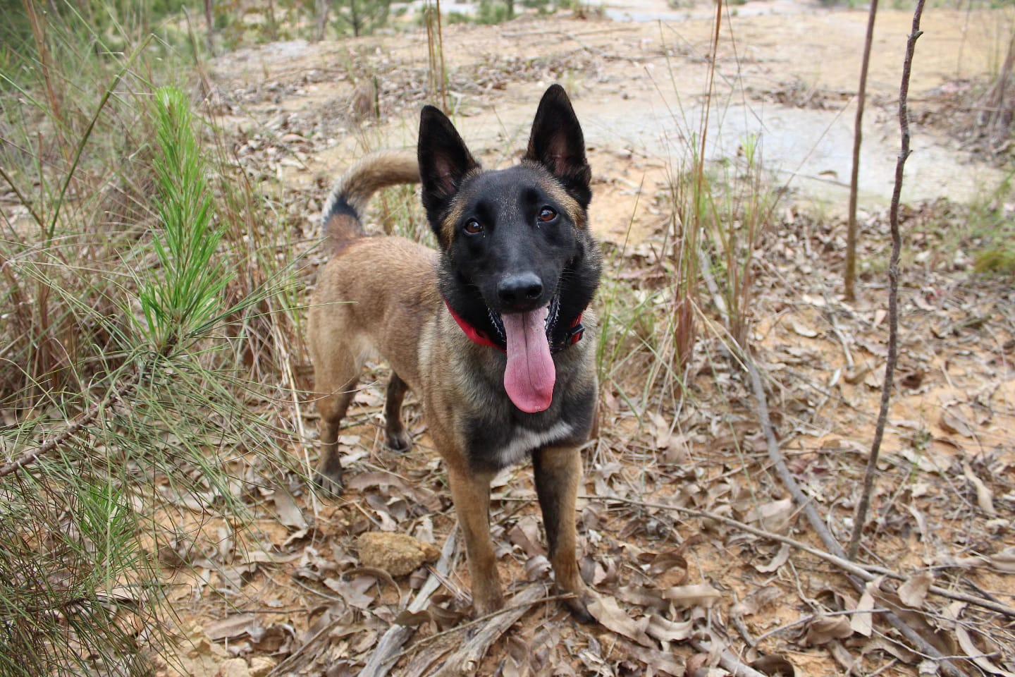 Cão de busca dos bombeiros de Rio do Sul passa por treinamento