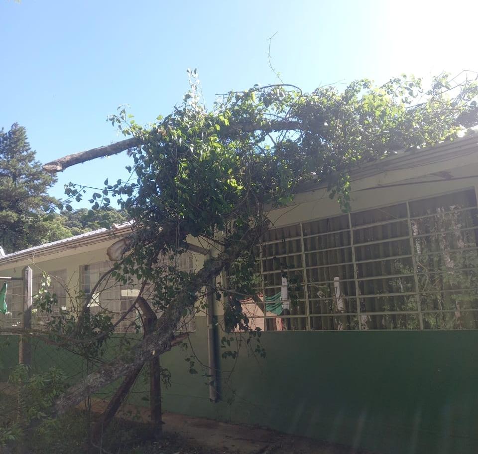 Defesa Civil atende quedas de árvores em São Bento do Sul