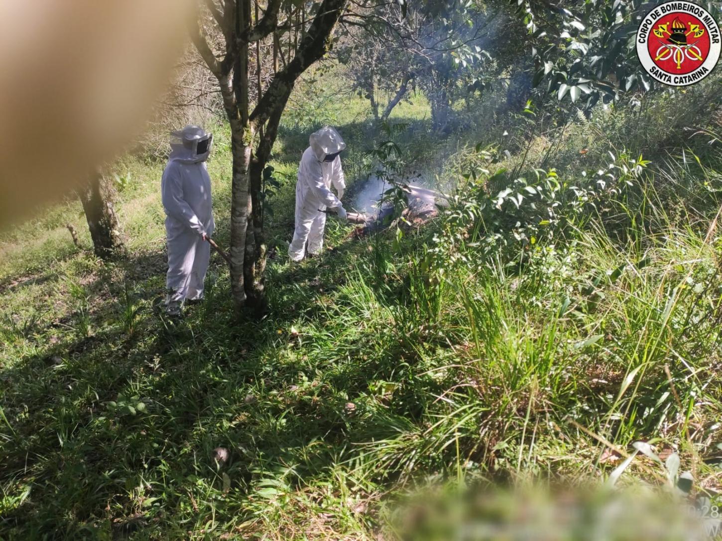 Ataque de abelhas mata cachorro e deixa homem ferido