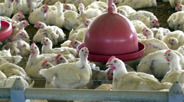 Gripe aviária: consumir carne contaminada pode fazer mal à saúde?
