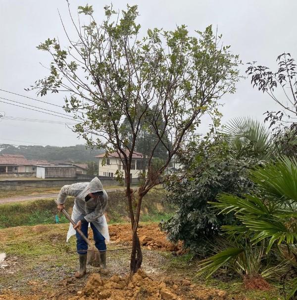 São Bento do Sul realiza transplante de árvores nativas