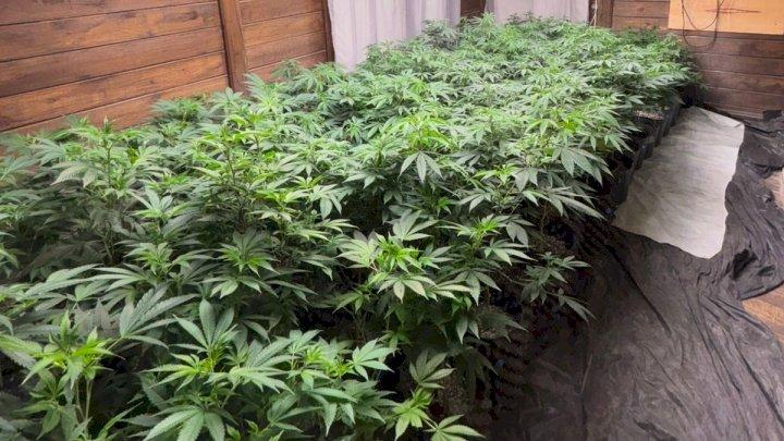 Polícia apreende mais de 600 pés de maconha em Imbituba SC