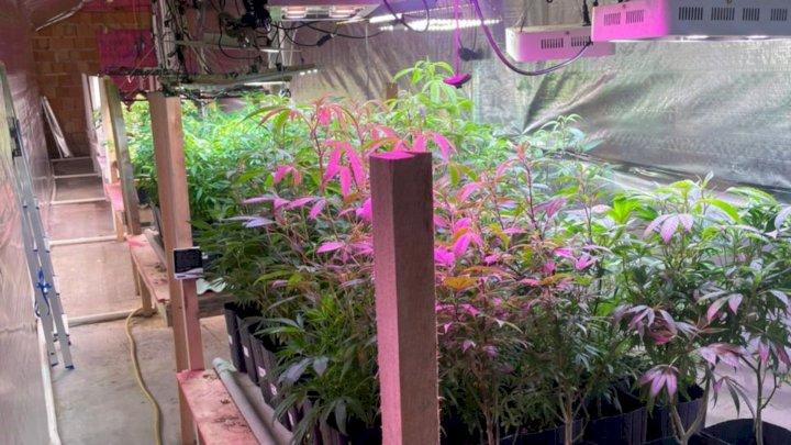 Estufa com mais de 480 pés de maconha é localizada em Nova Trento
