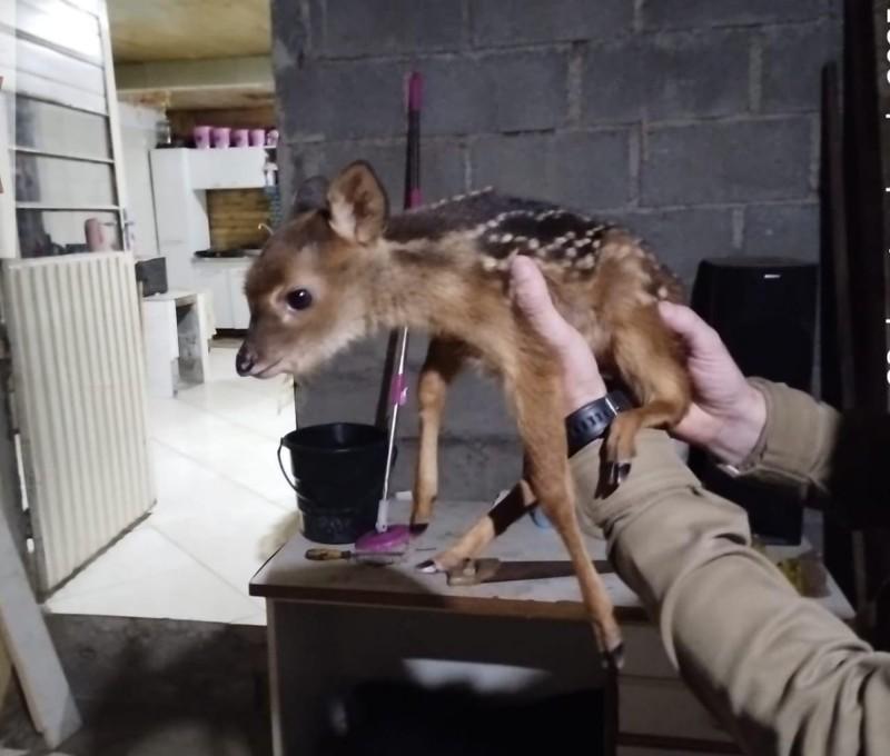 Polícia Militar resgata cervo mantido em cativeiro em Lages