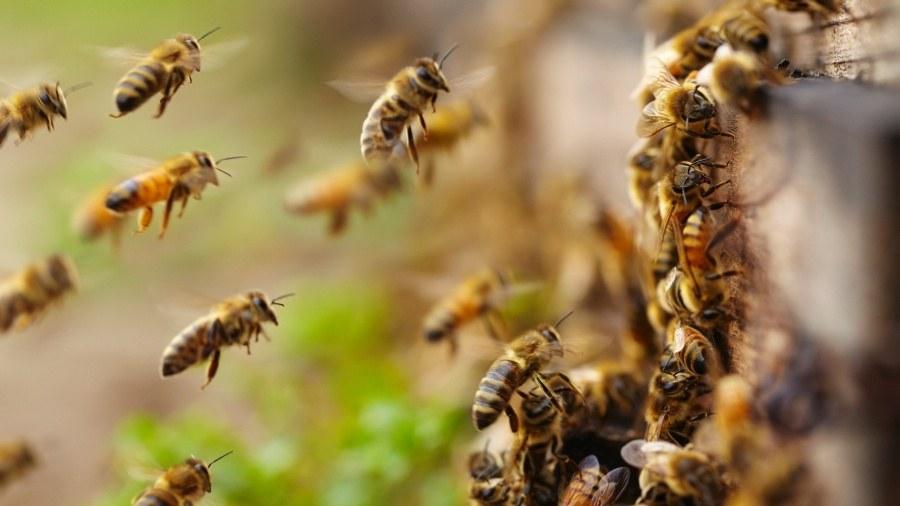 Trabalhadores da Cooperalfa sofrem ataque de abelhas em Canoinhas
