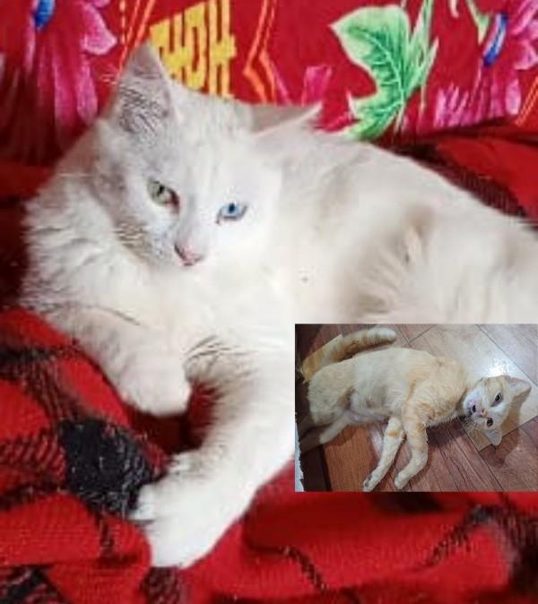 Envenenamento de animais voltam a serem registrados no bairro Dona Francisca