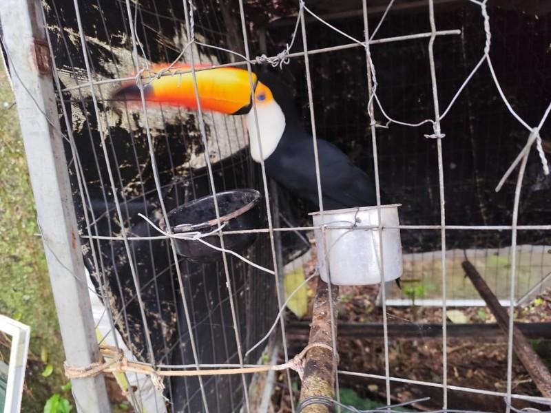 GAECO realiza operação contra venda de animais silvestres em Santa Catarina