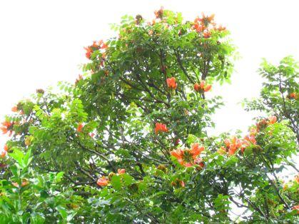 SC aplicará multa de mil reais em quem plantar flor assassina de Abelhas