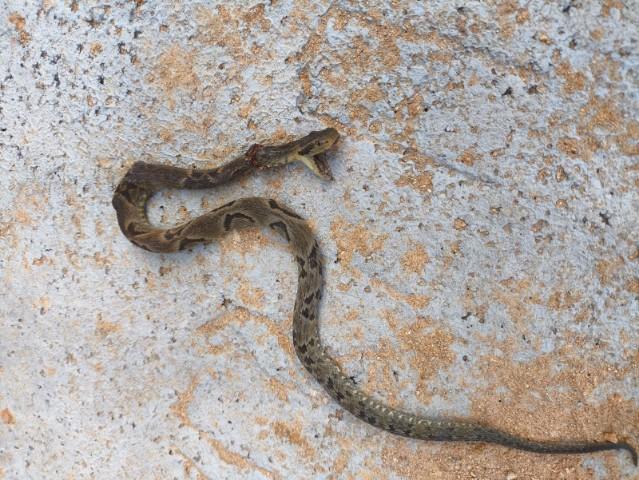 ALERTA EM BLUMENAU: HOMEM É PICADO POR JARARACA