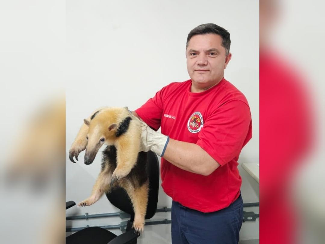 Bombeiros capturam tamanduá-mirim em residência em Blumenau