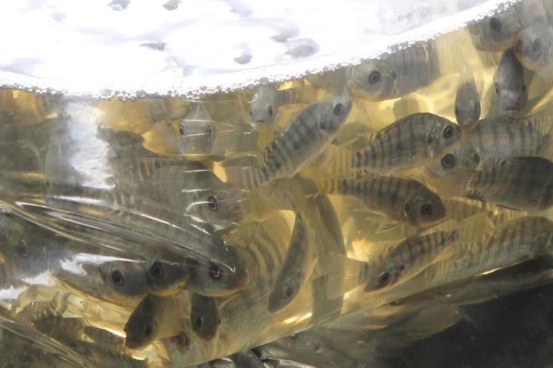 Encomendas de alevinos seguem até sexta-feira (5) em São Bento do Sul