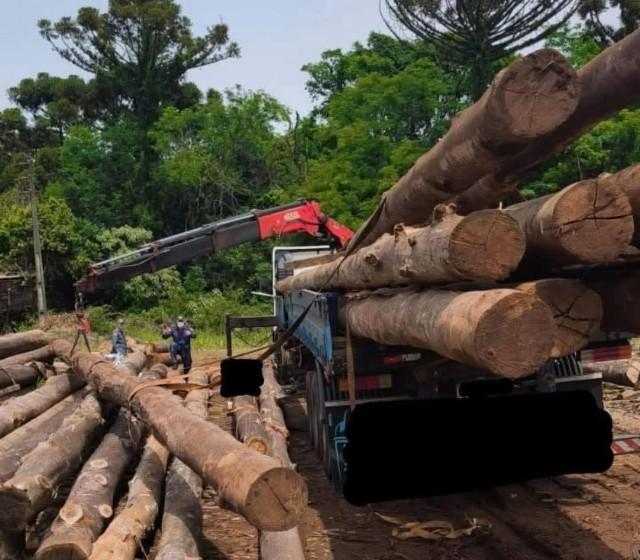 Trabalhador morre atingido por tora em Cunha Porã SC