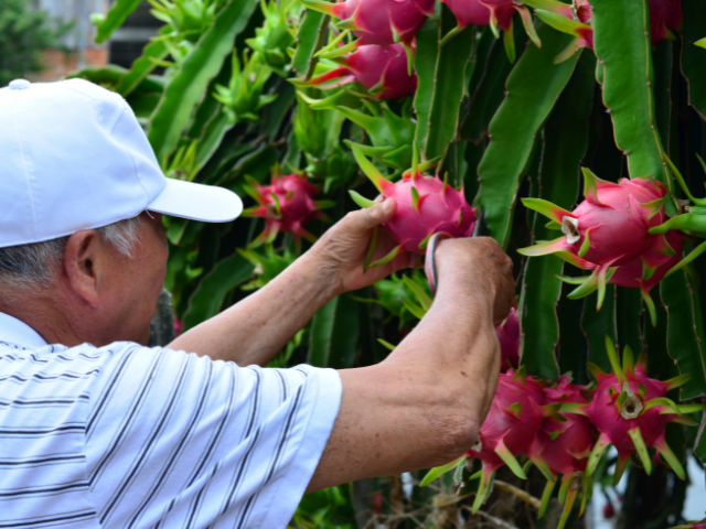 Epagri promove abertura da colheita da pitaia com projeção de safra recorde