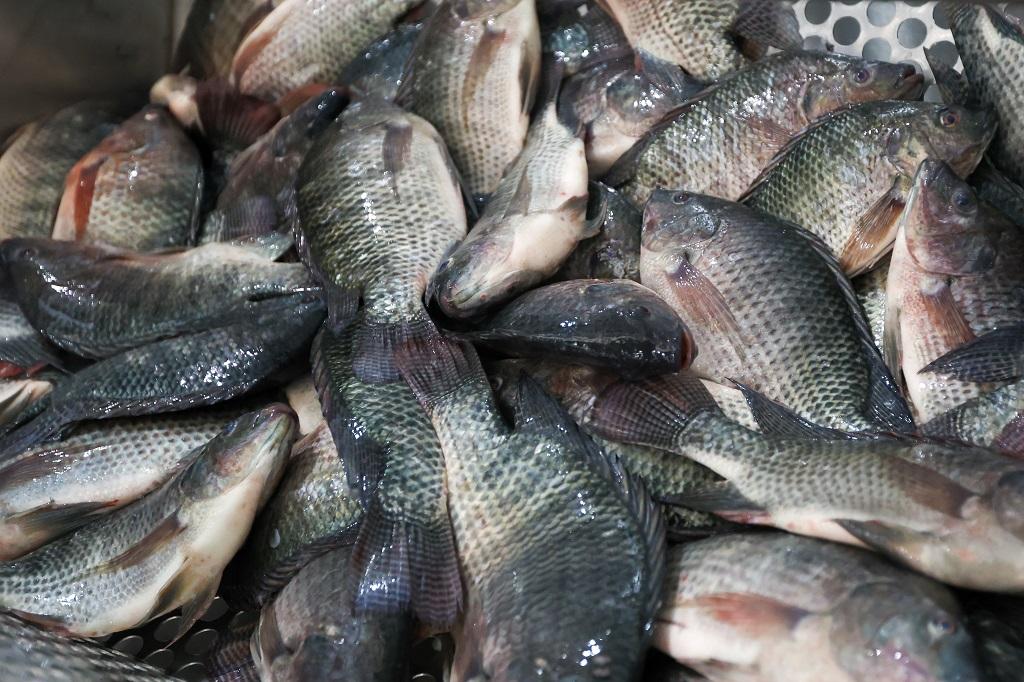 Governo de SC reforça proibição da tilápia do Vietnã por risco sanitário