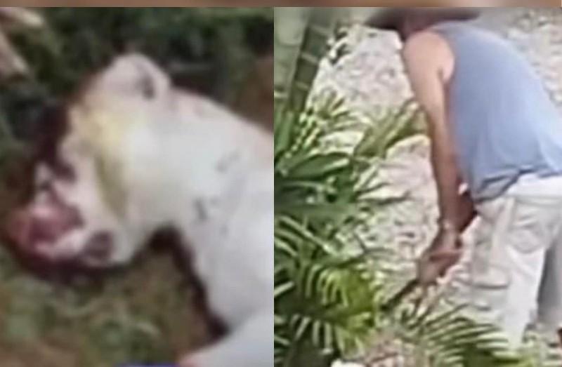 Dois homens presos por matar cães a pauladas e machadada em SC