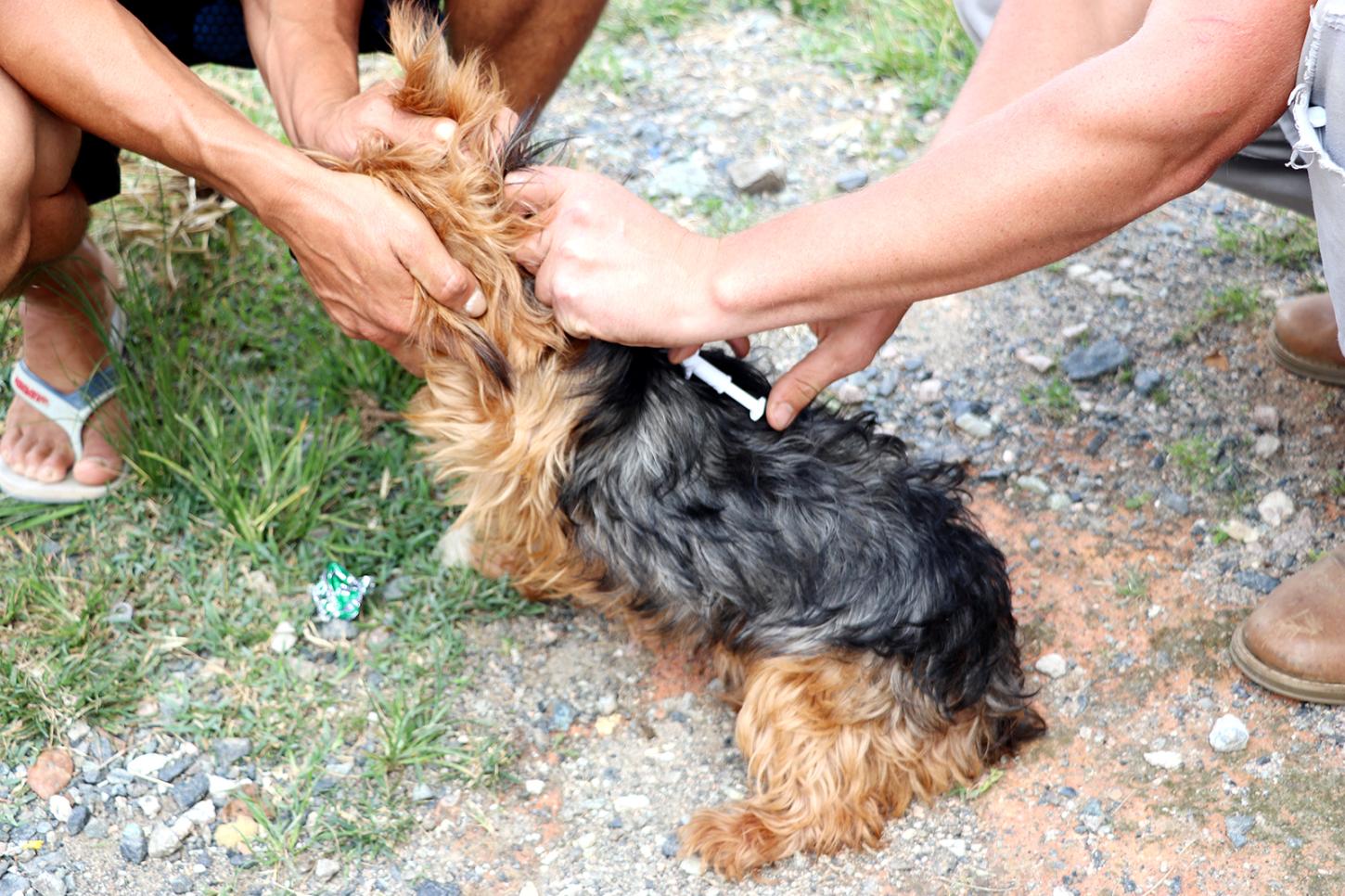 Microchipagem gratuita fortalece cuidado com animais e incentiva guarda responsável em Piên