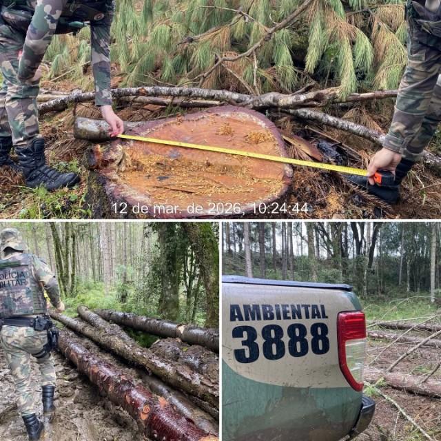 Polícia Militar Ambiental flagra corte ilegal de mais de 40 araucárias em Santa Cecília