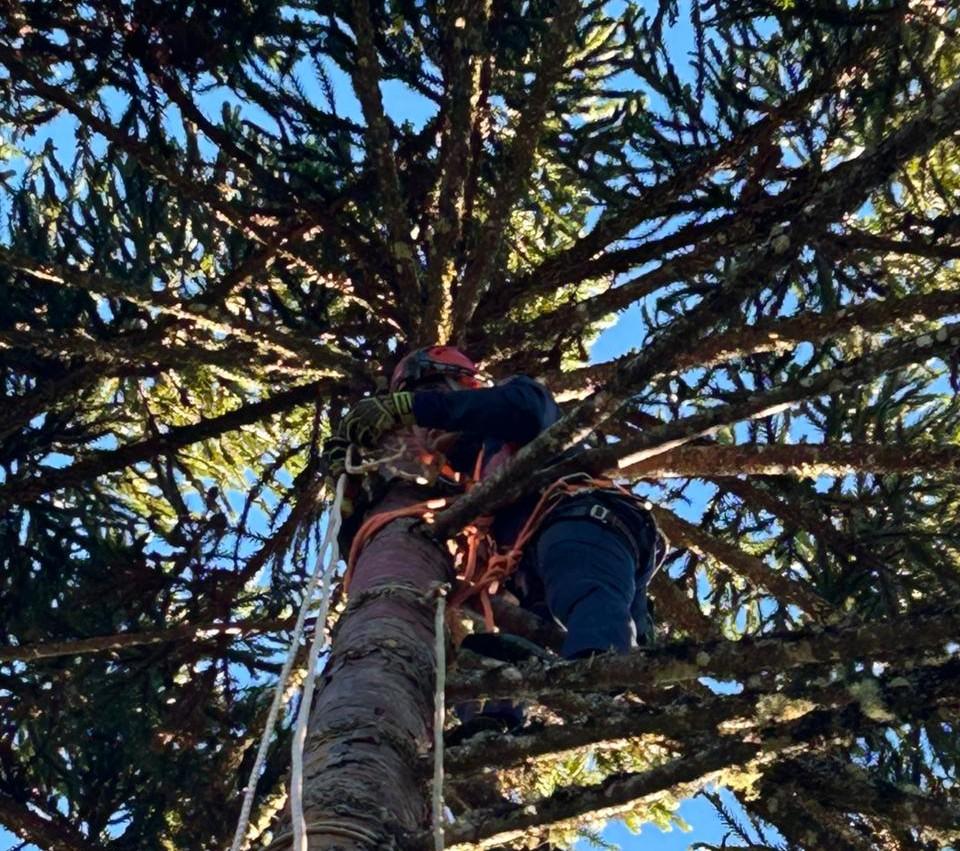 Colheita de pinhão quase termina em tragédia após Choque elétrico em Painel 