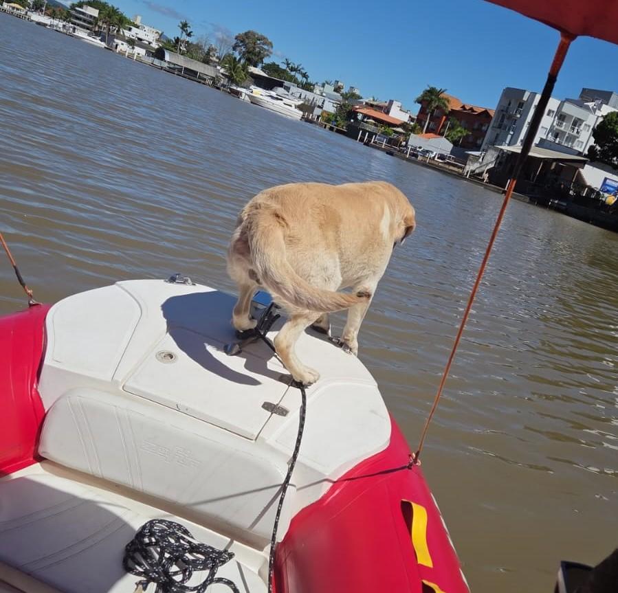 Cão de buscas localiza corpo no Rio Camboriú