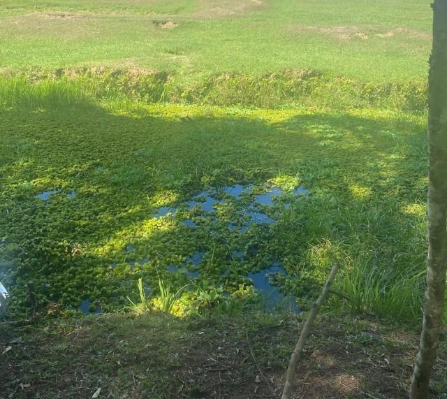 Idoso de 83 anos morre após se afogar em açude em Canoinhas