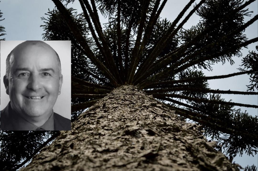 Queda de pinheiro termina em morte no interior de Painel SC 